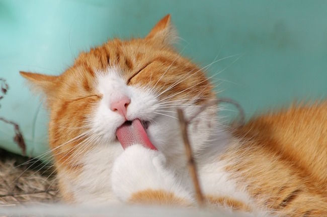 Seven of the best cat videos of all time